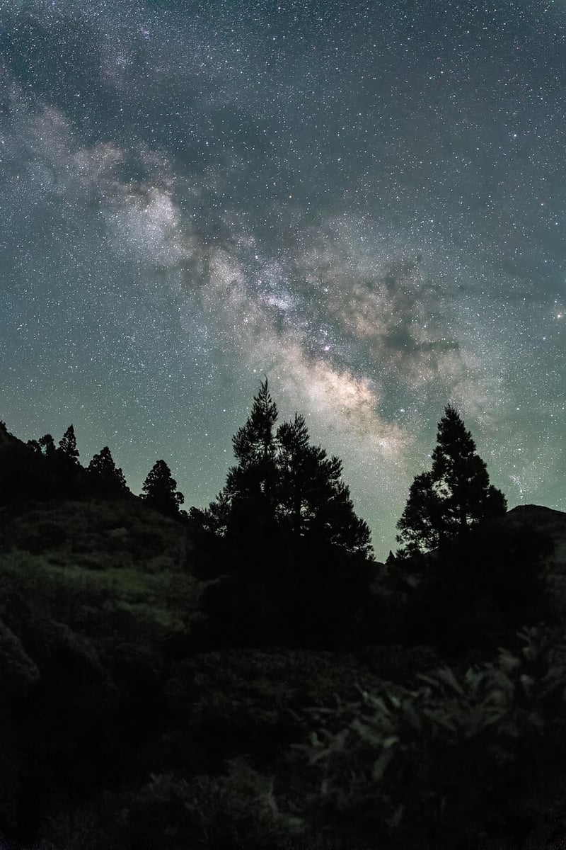 Starlit Meadow